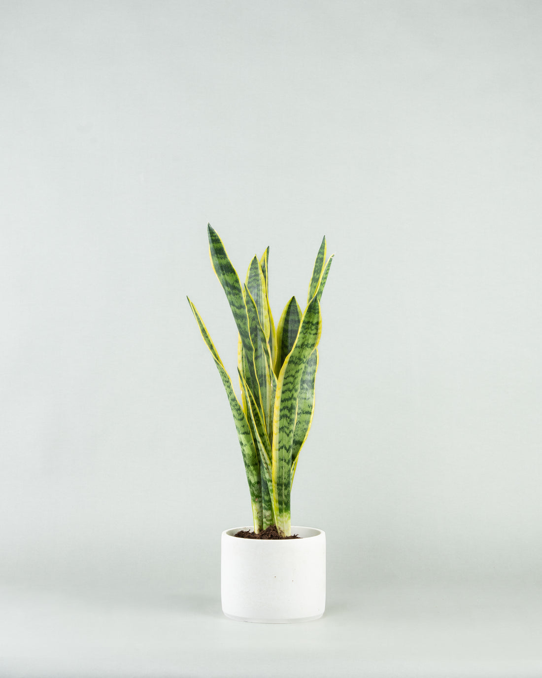 Sleek Snake Plant Ensemble in Multicolored Pottery