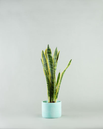 Sleek Snake Plant Ensemble in Multicolored Pottery