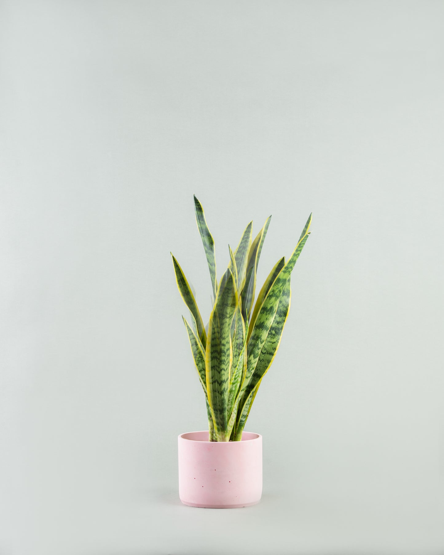 Sleek Snake Plant Ensemble in Multicolored Pottery