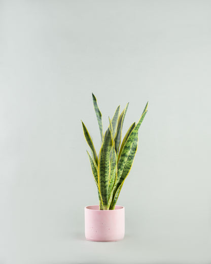 Sleek Snake Plant Ensemble in Multicolored Pottery