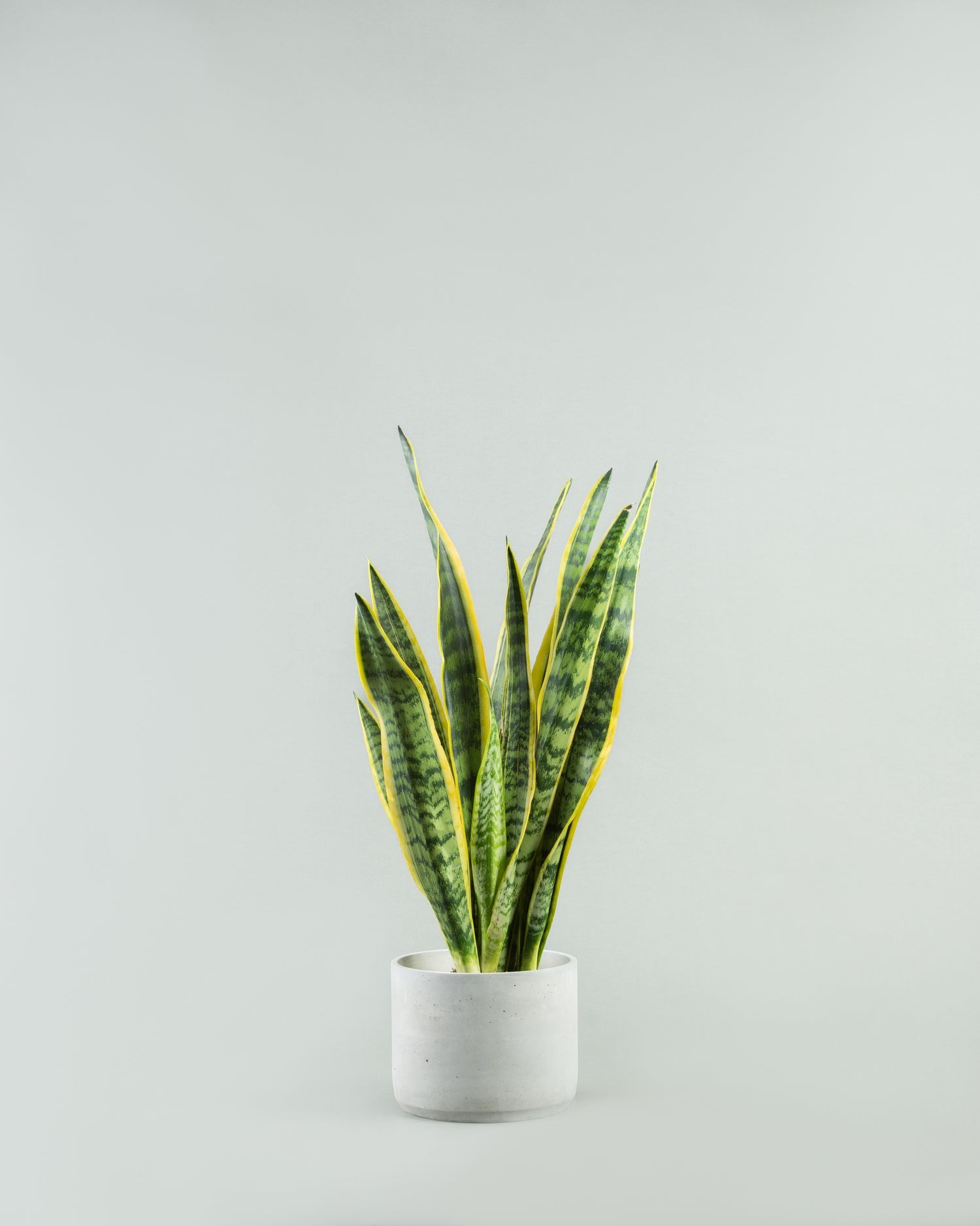 Sleek Snake Plant Ensemble in Multicolored Pottery