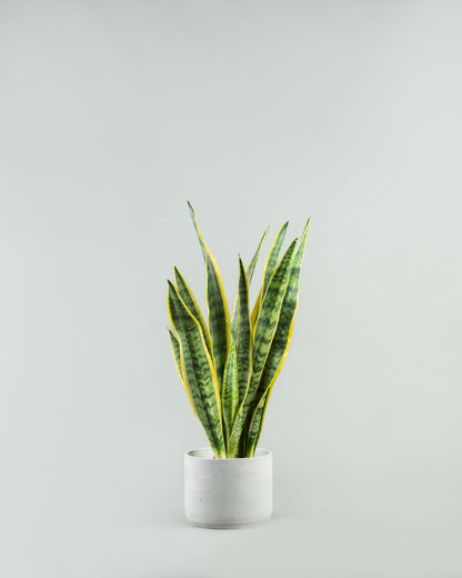 Sleek Snake Plant Ensemble in Multicolored Pottery