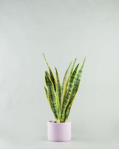 Sleek Snake Plant Ensemble in Multicolored Pottery