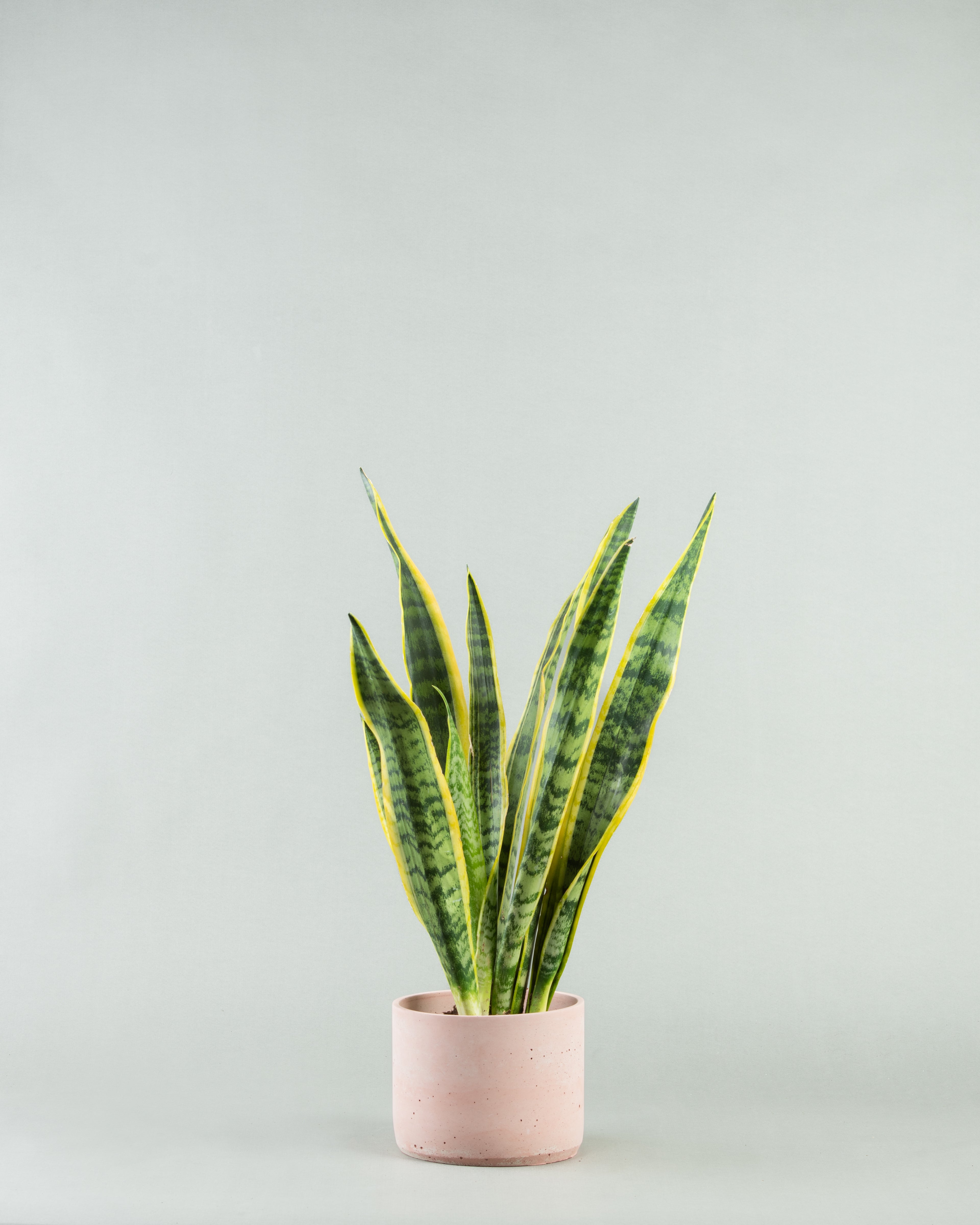 Sleek Snake Plant Ensemble in Multicolored Pottery