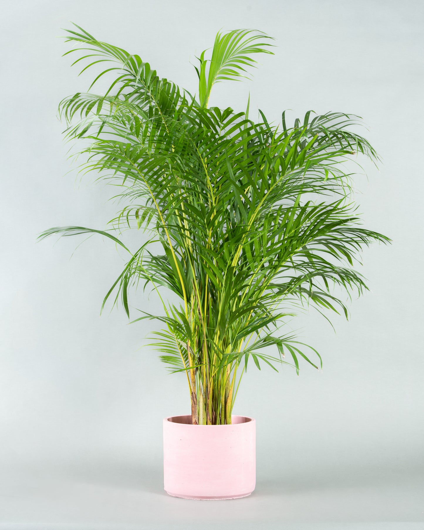 areca palm chicago Grand Areca Palm Collection in Diverse Colored Pottery – Charly Floral