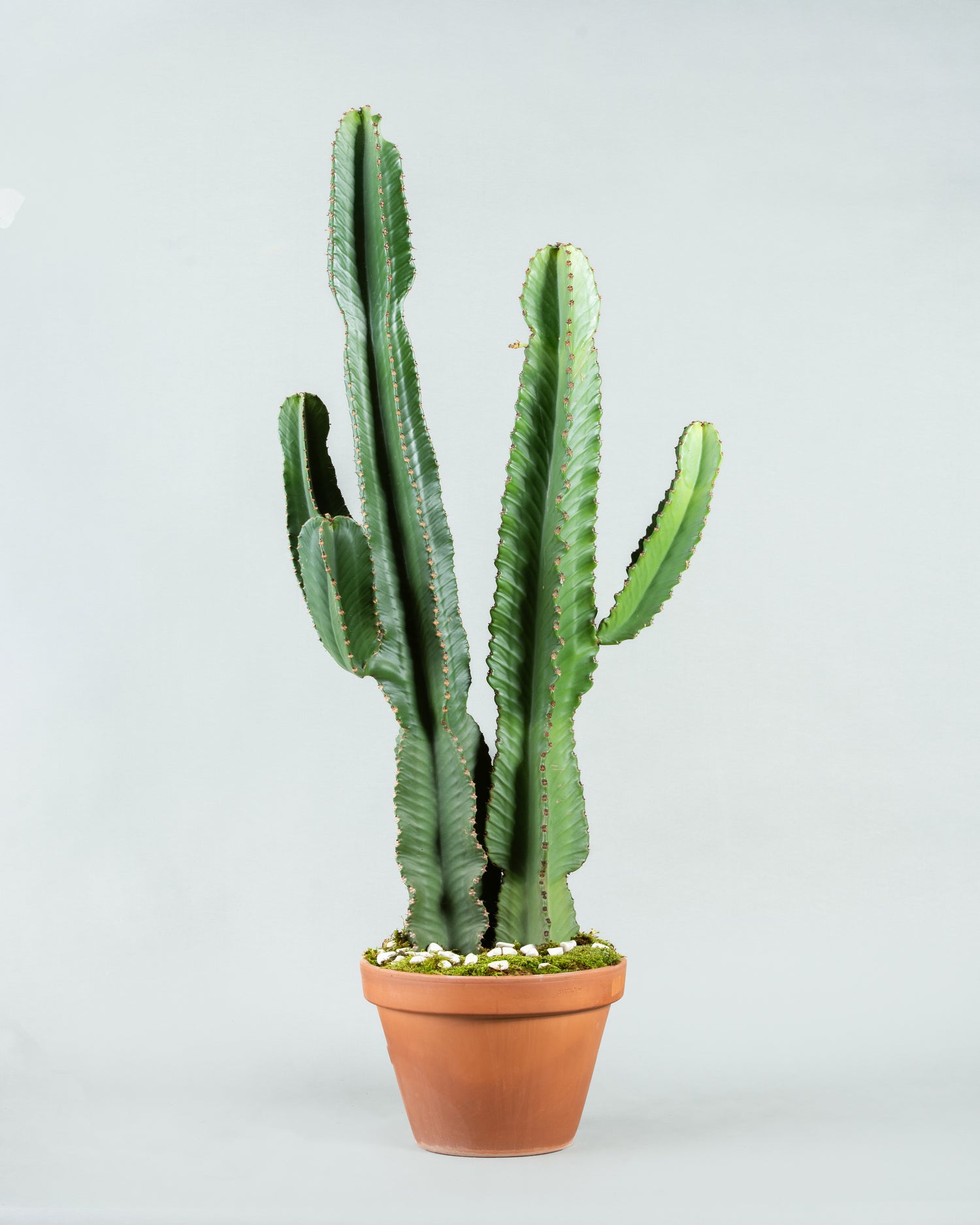 Majestic Euphorbia Ingens in Elegant Pottery