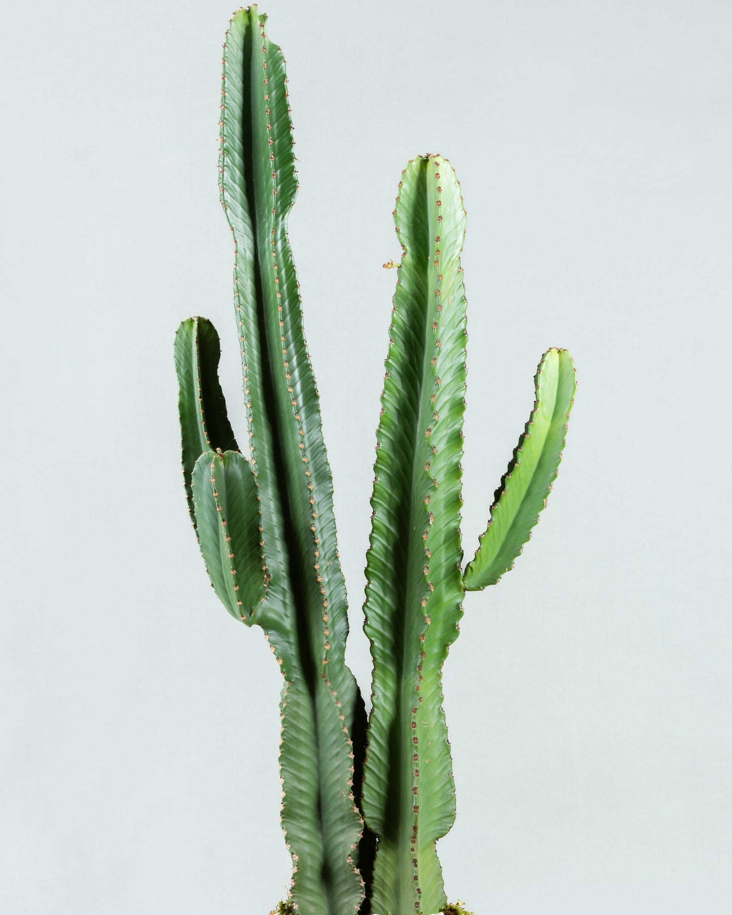 Majestic Euphorbia Ingens in Elegant Pottery