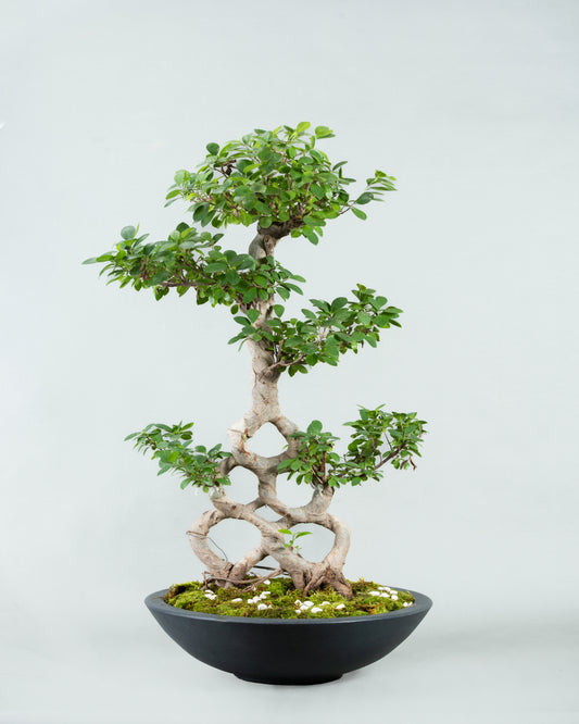 Grand Bonsai Masterpiece in Sleek Plastic Planter