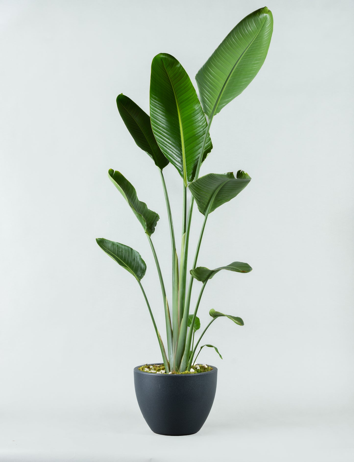 Tropical Majesty: Strelitzia Bird of Paradise in Plastic Planter