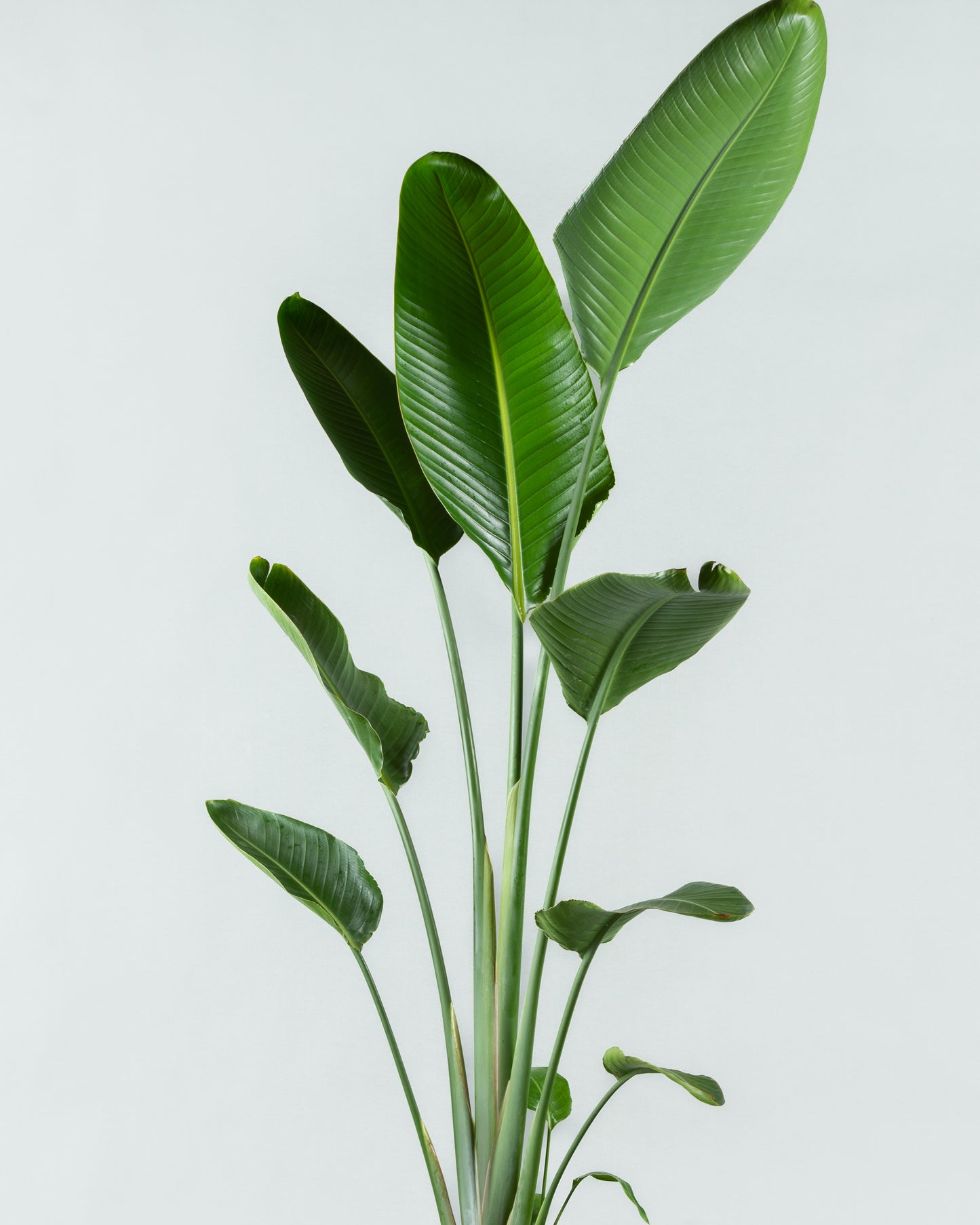 Tropical Majesty: Strelitzia Bird of Paradise in Plastic Planter