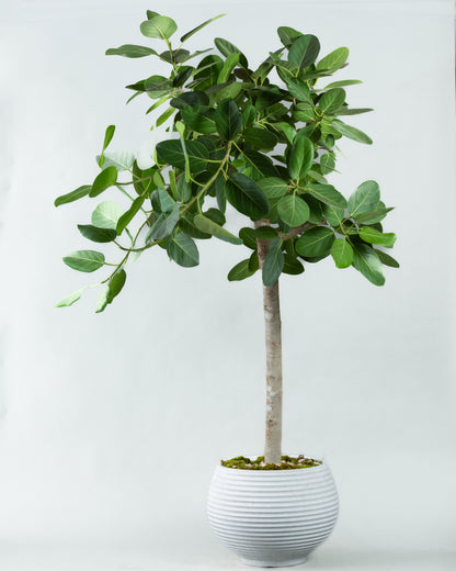 Ficus Benghalensis Grandeur in Durable Plastic Planter