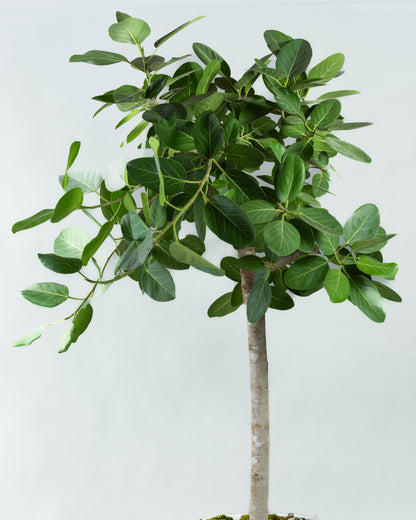 Ficus Benghalensis Grandeur in Durable Plastic Planter