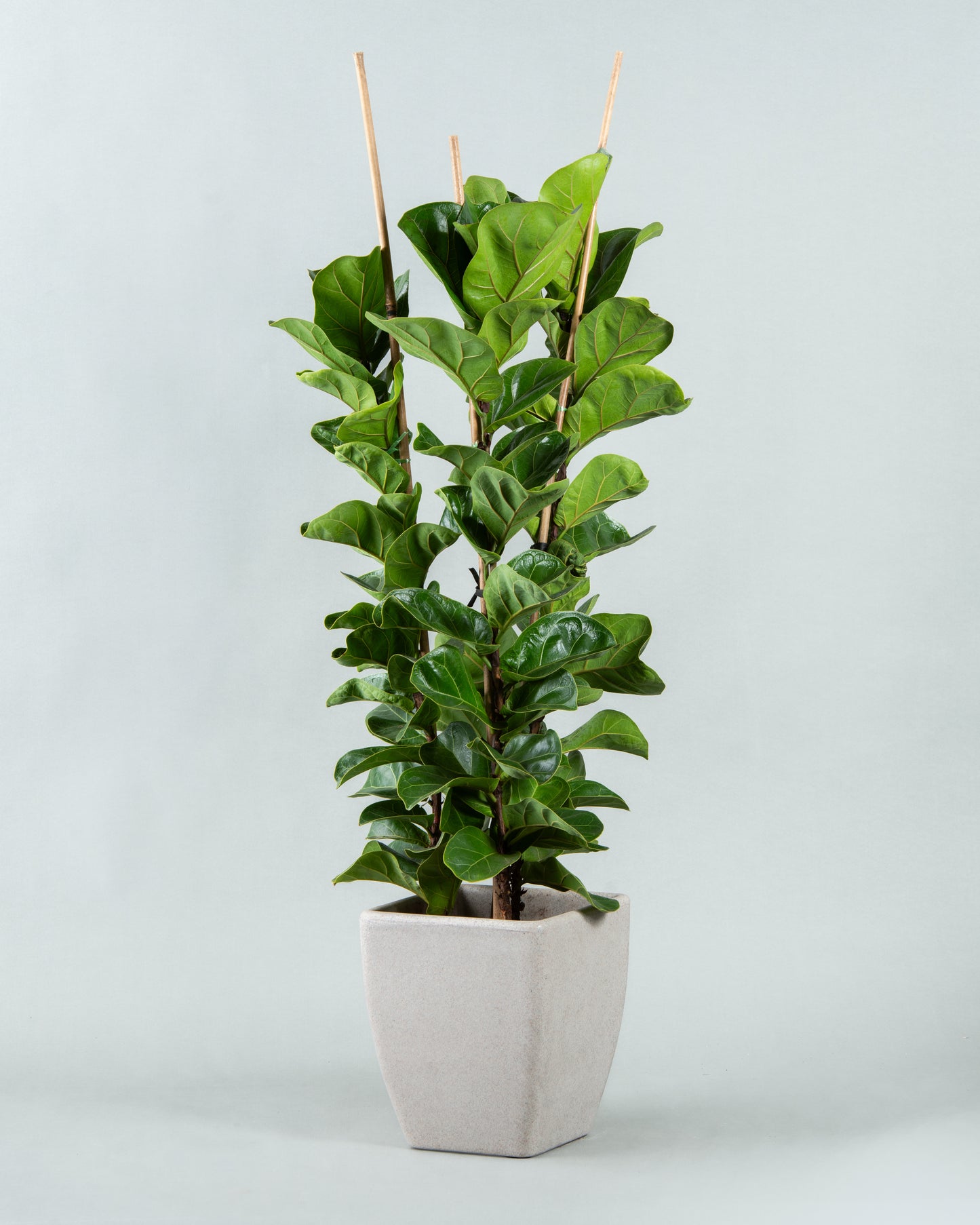 Fiddle Leaf Fig Elegance in Modern Plastic Planter