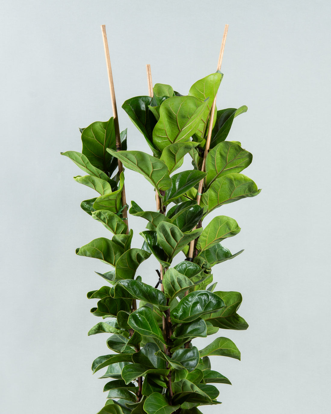 Fiddle Leaf Fig Elegance in Modern Plastic Planter