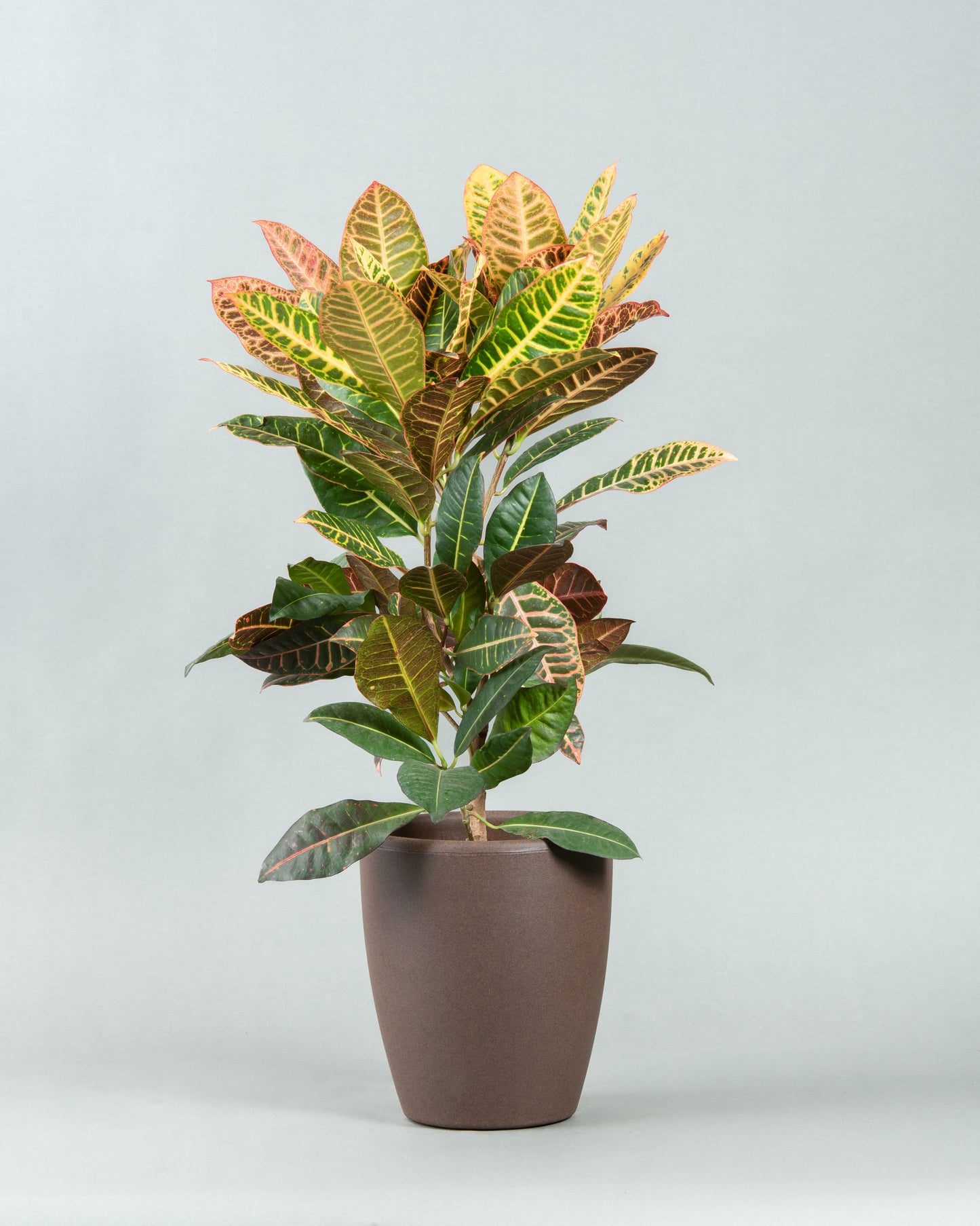 Vibrant Croton Display in Sleek Plastic Planter