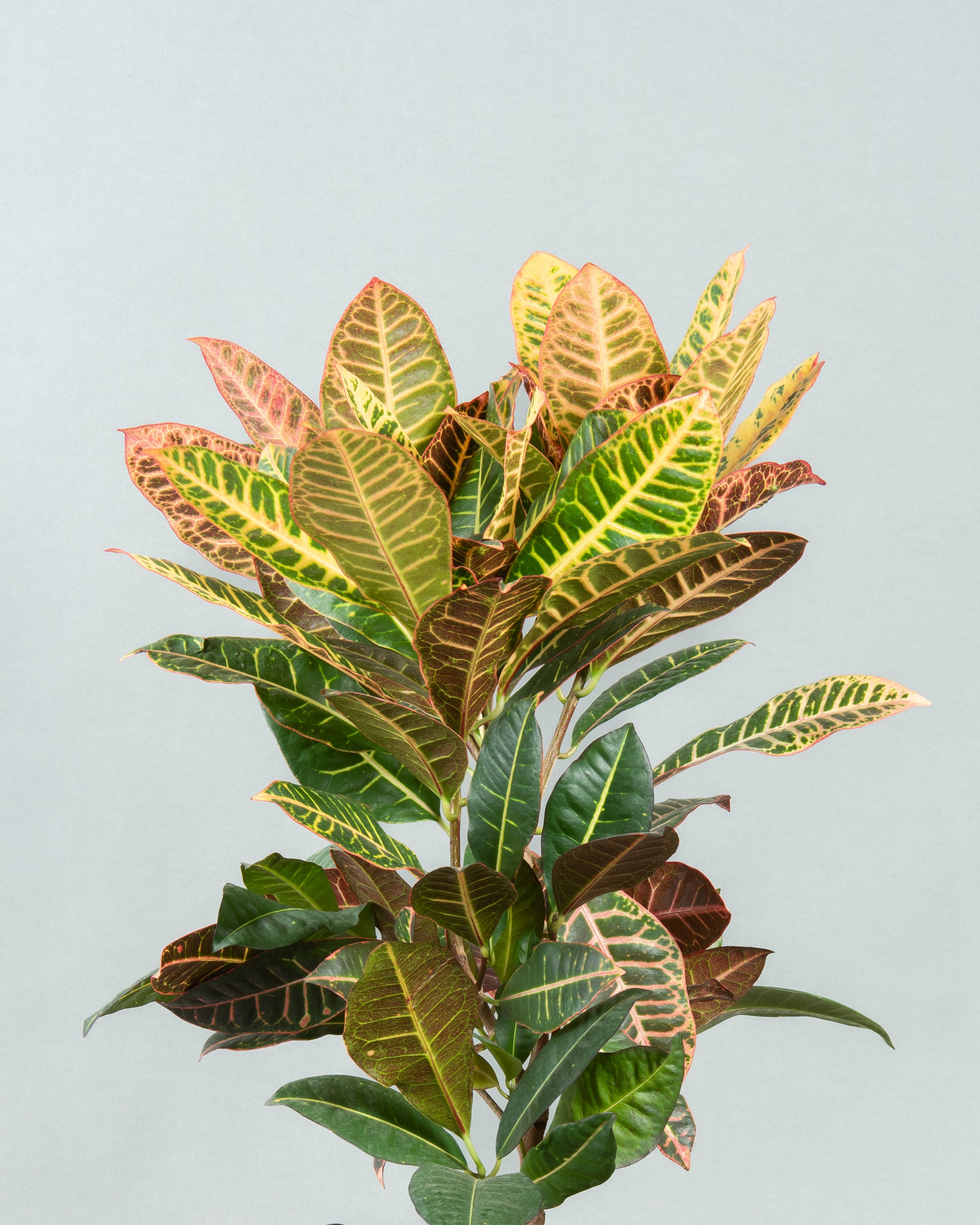 Vibrant Croton Display in Sleek Plastic Planter