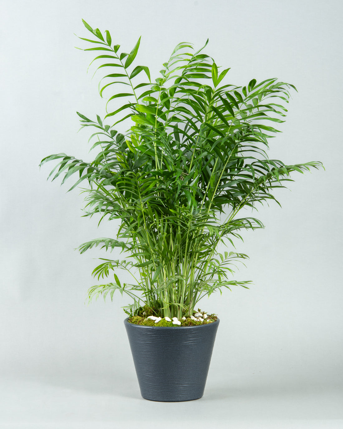 Graceful Chamaedorea Elegans in Modern Plastic Planter