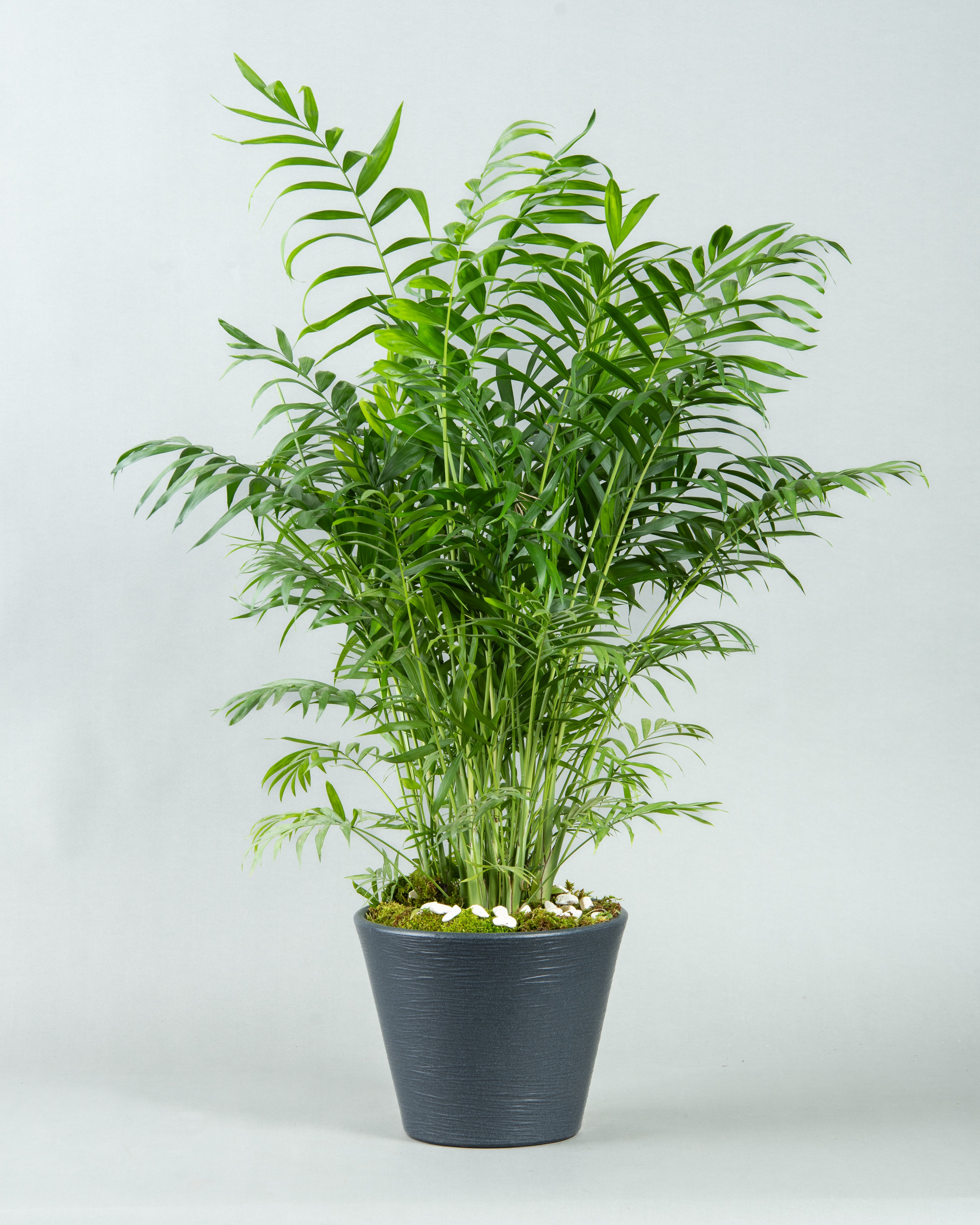 Graceful Chamaedorea Elegans in Modern Plastic Planter