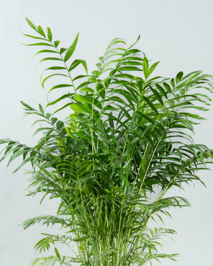 Graceful Chamaedorea Elegans in Modern Plastic Planter