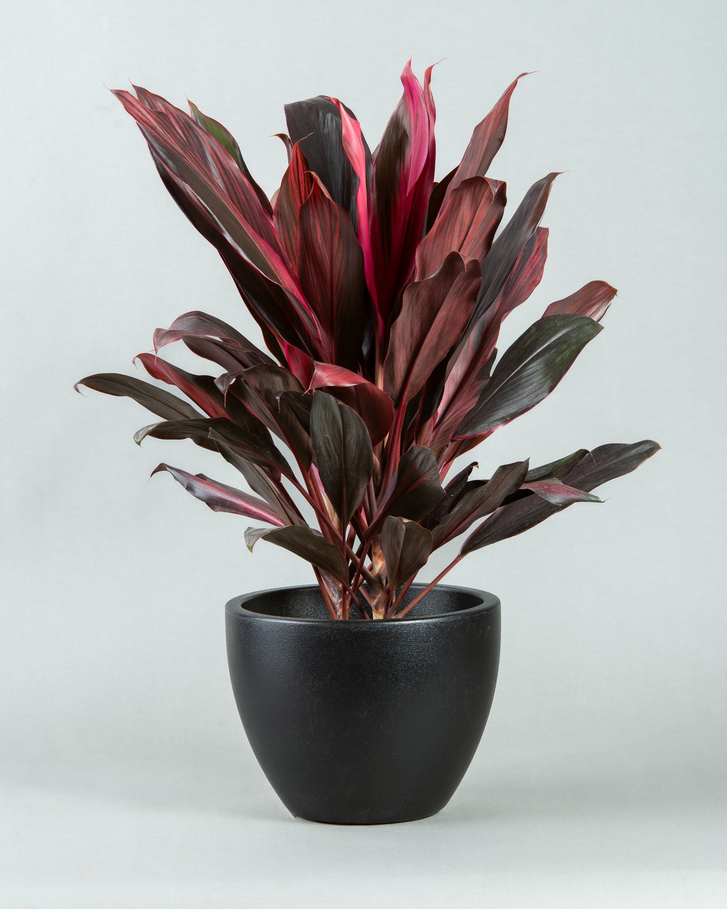 Tropical Vibrance: Cordyline Fruticosa in Modern Plastic Planter