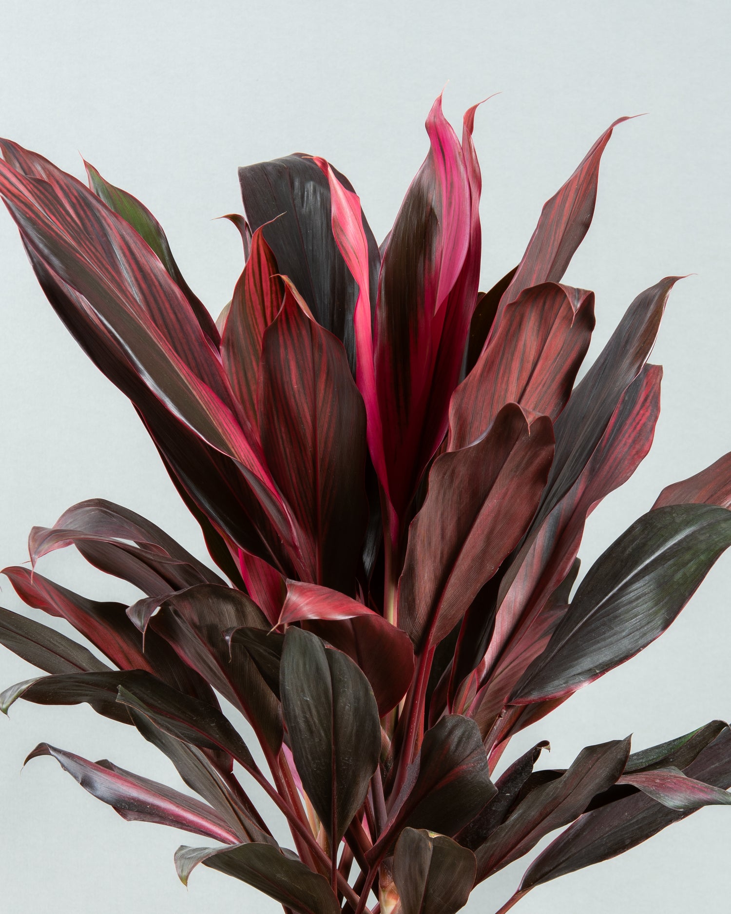 Tropical Vibrance: Cordyline Fruticosa in Modern Plastic Planter