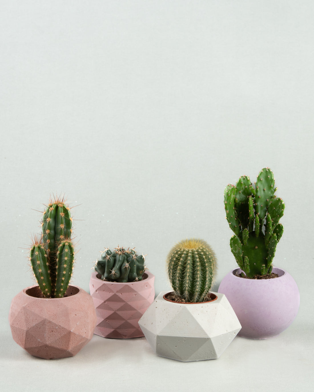 Cacti Elegance: Parodia, Opuntia, and Astrophytum in Four Planters