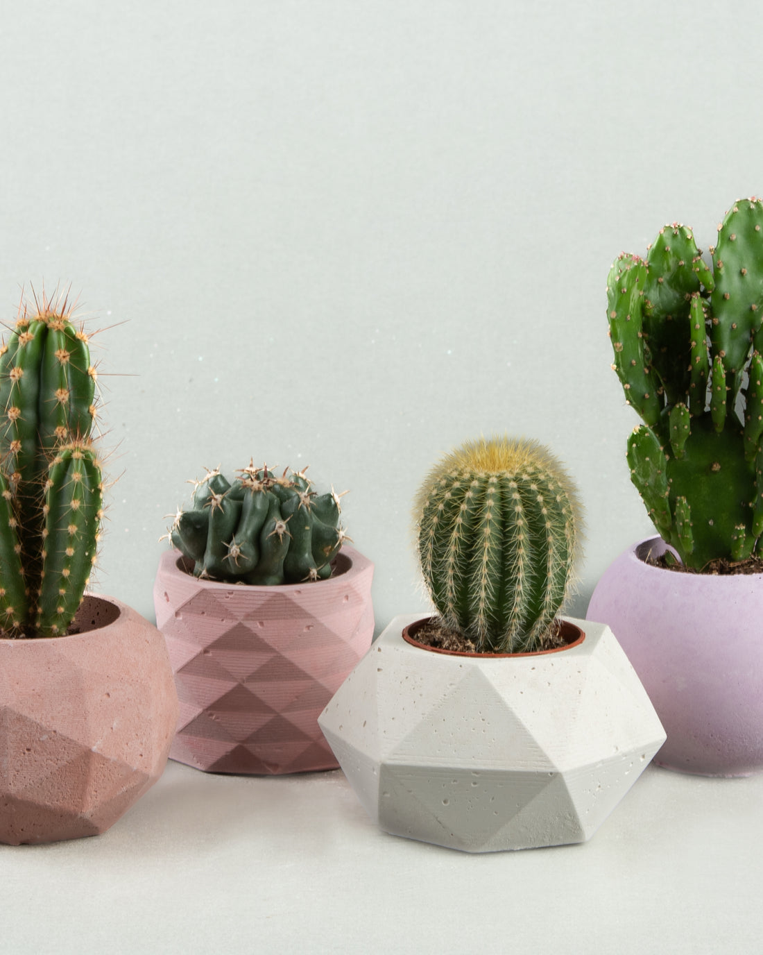 Cacti Elegance: Parodia, Opuntia, and Astrophytum in Four Planters