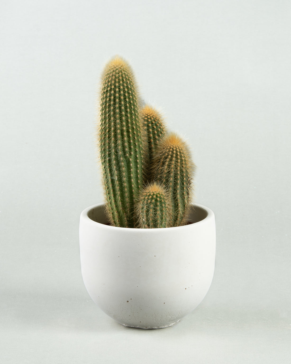 Espostoa Guentheri Charm in White Concrete Bowl