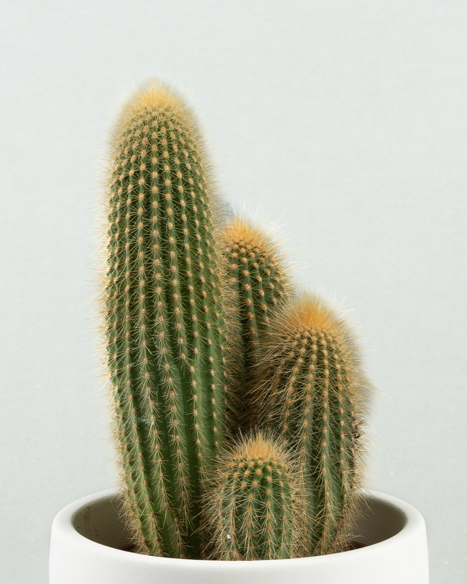 Espostoa Guentheri Charm in White Concrete Bowl