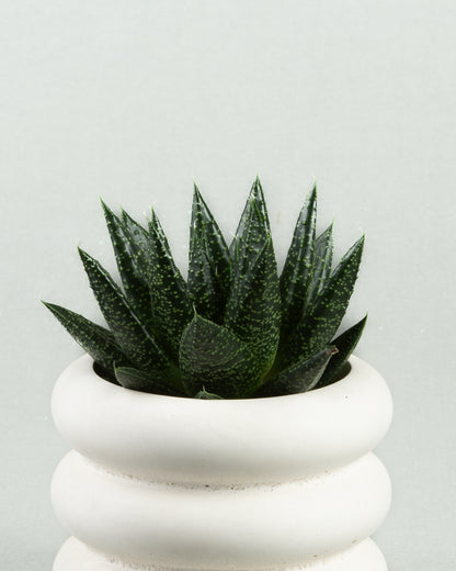 Donut Delight: Haworthiopsis Limifolia in Round Concrete Planter