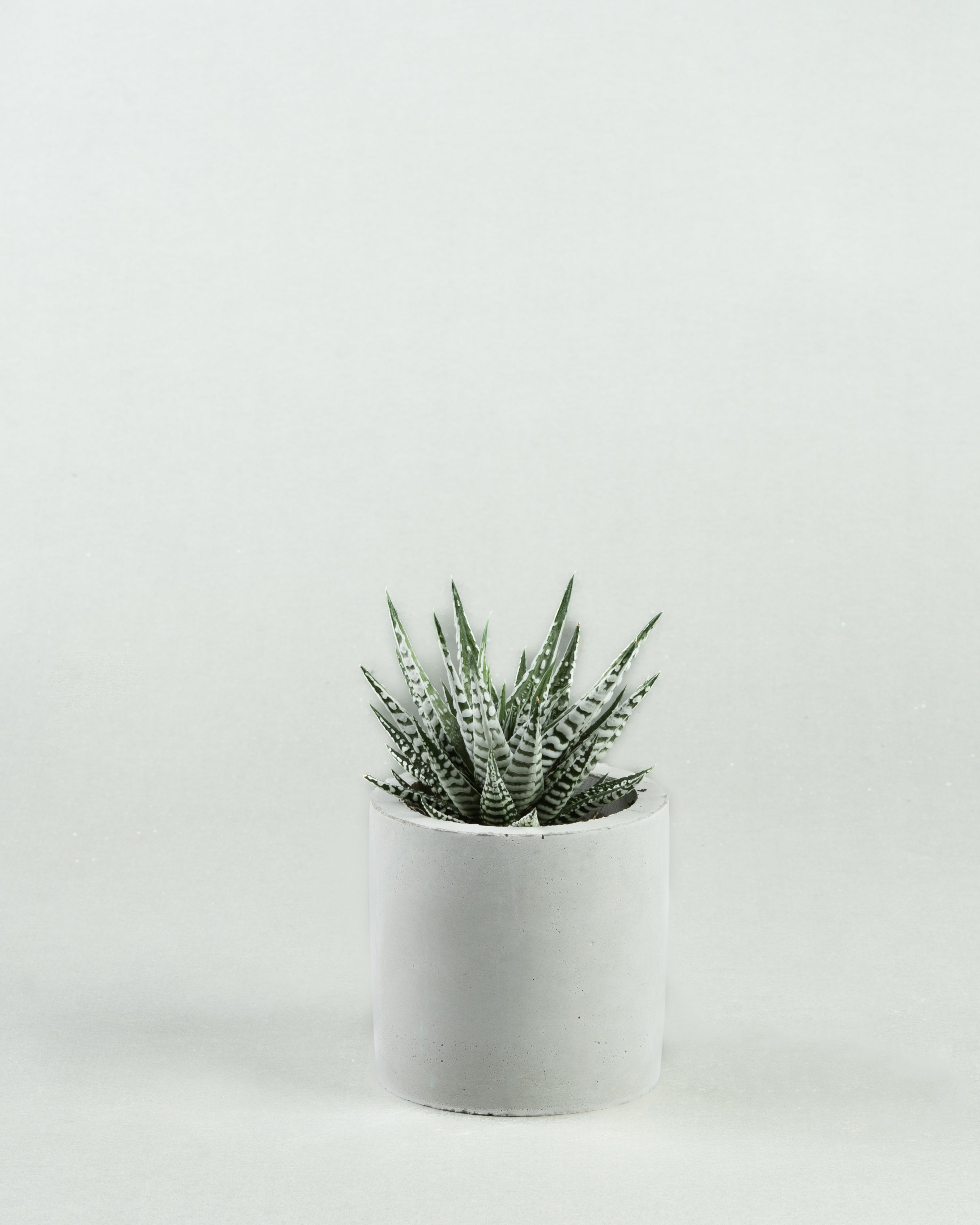 Zebra Stripe Serenity: Haworthia Fasciata in Grey Concrete Cylinder