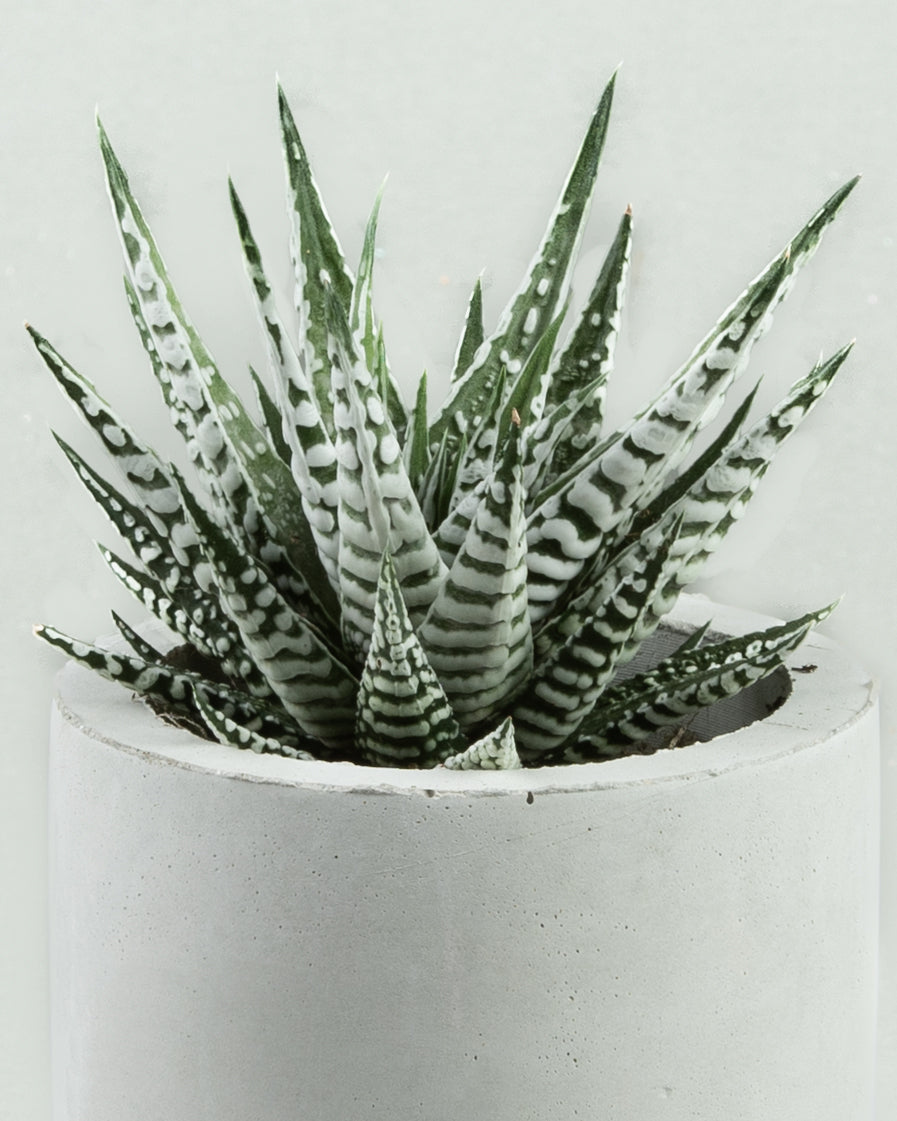 Zebra Stripe Serenity: Haworthia Fasciata in Grey Concrete Cylinder