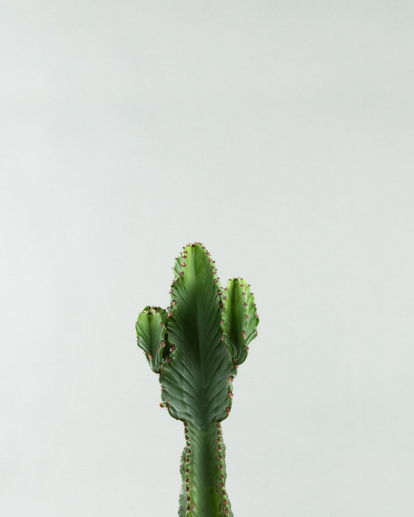 Zigzag Majesty: Euphorbia Ingens in Colored Pottery