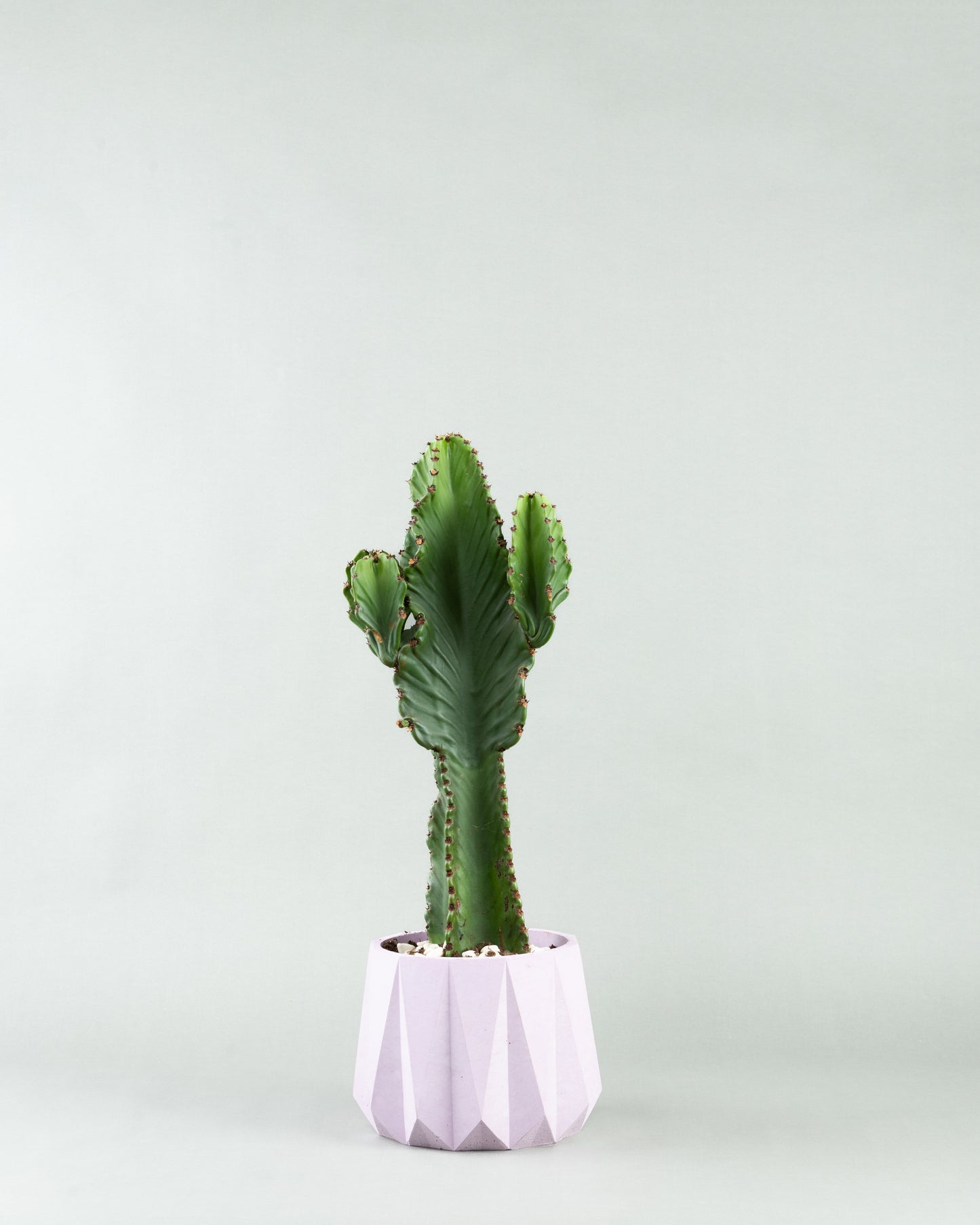 Zigzag Majesty: Euphorbia Ingens in Colored Pottery