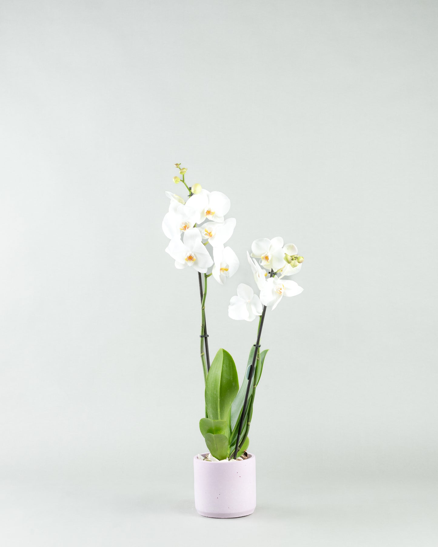 Elegant Orchid Essence: White Phalaenopsis in Colored Concrete Planters