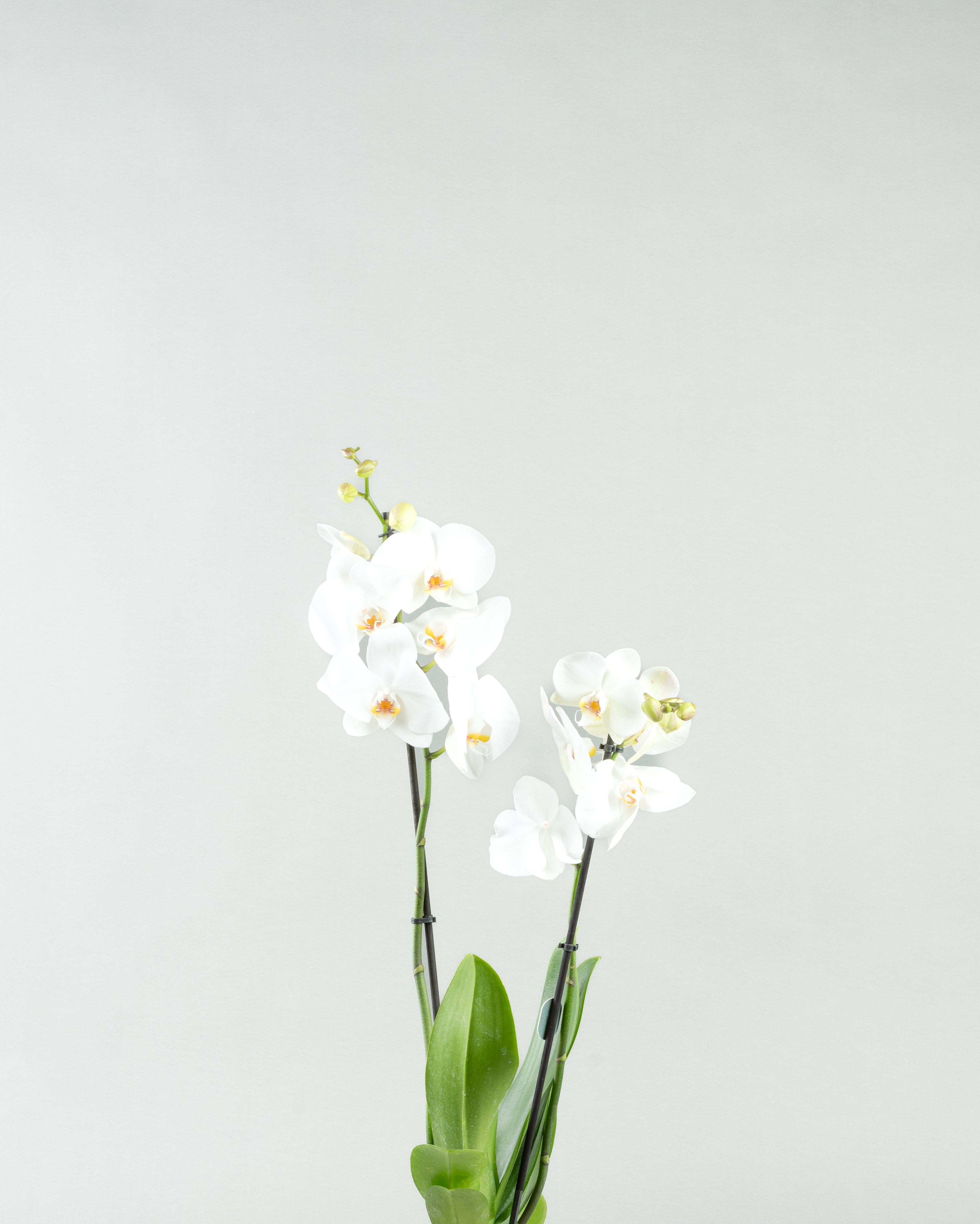 Elegant Orchid Essence: White Phalaenopsis in Colored Concrete Planters