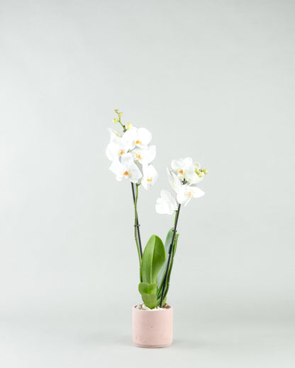 Elegant Orchid Essence: White Phalaenopsis in Colored Concrete Planters