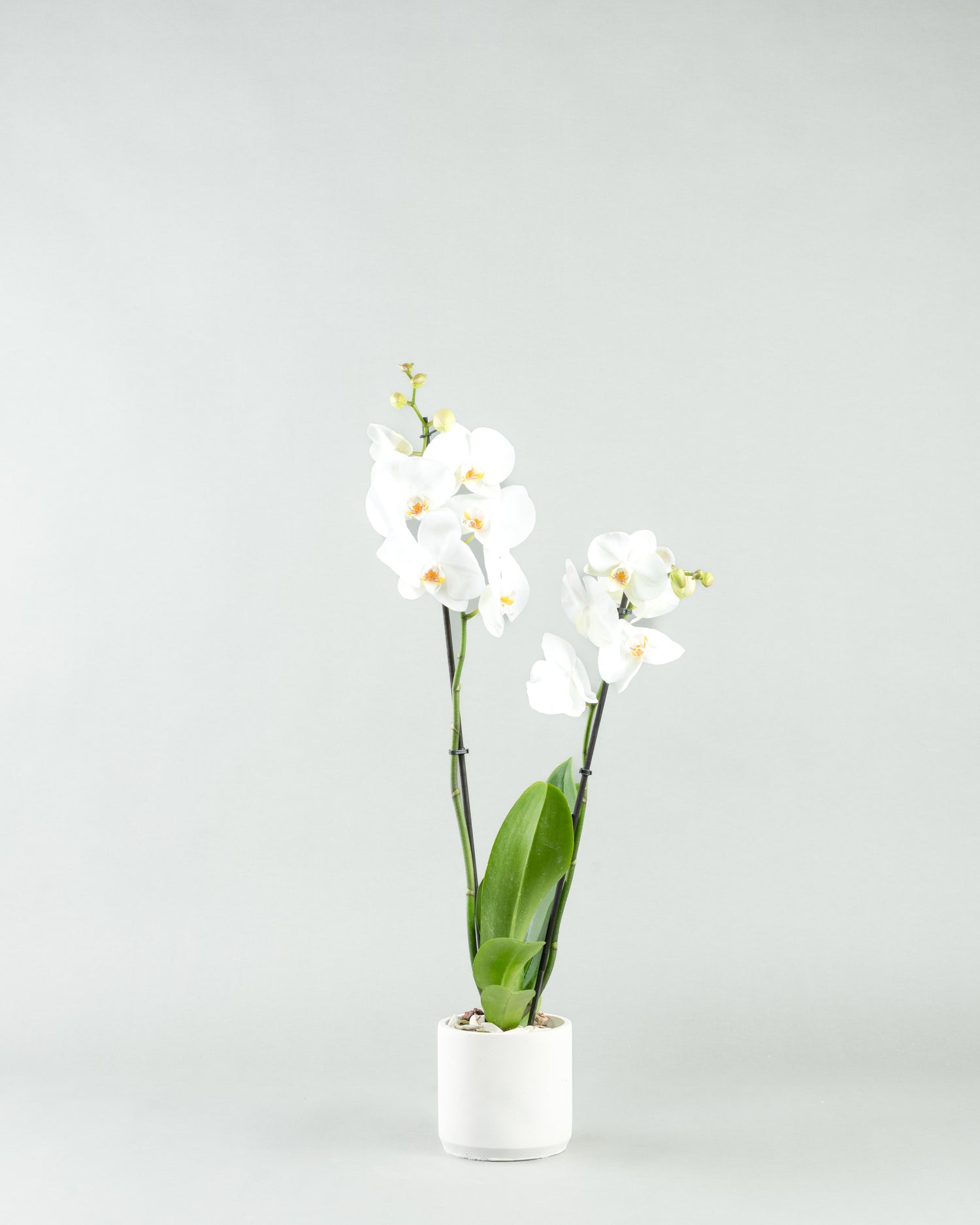 Elegant Orchid Essence: White Phalaenopsis in Colored Concrete Planters