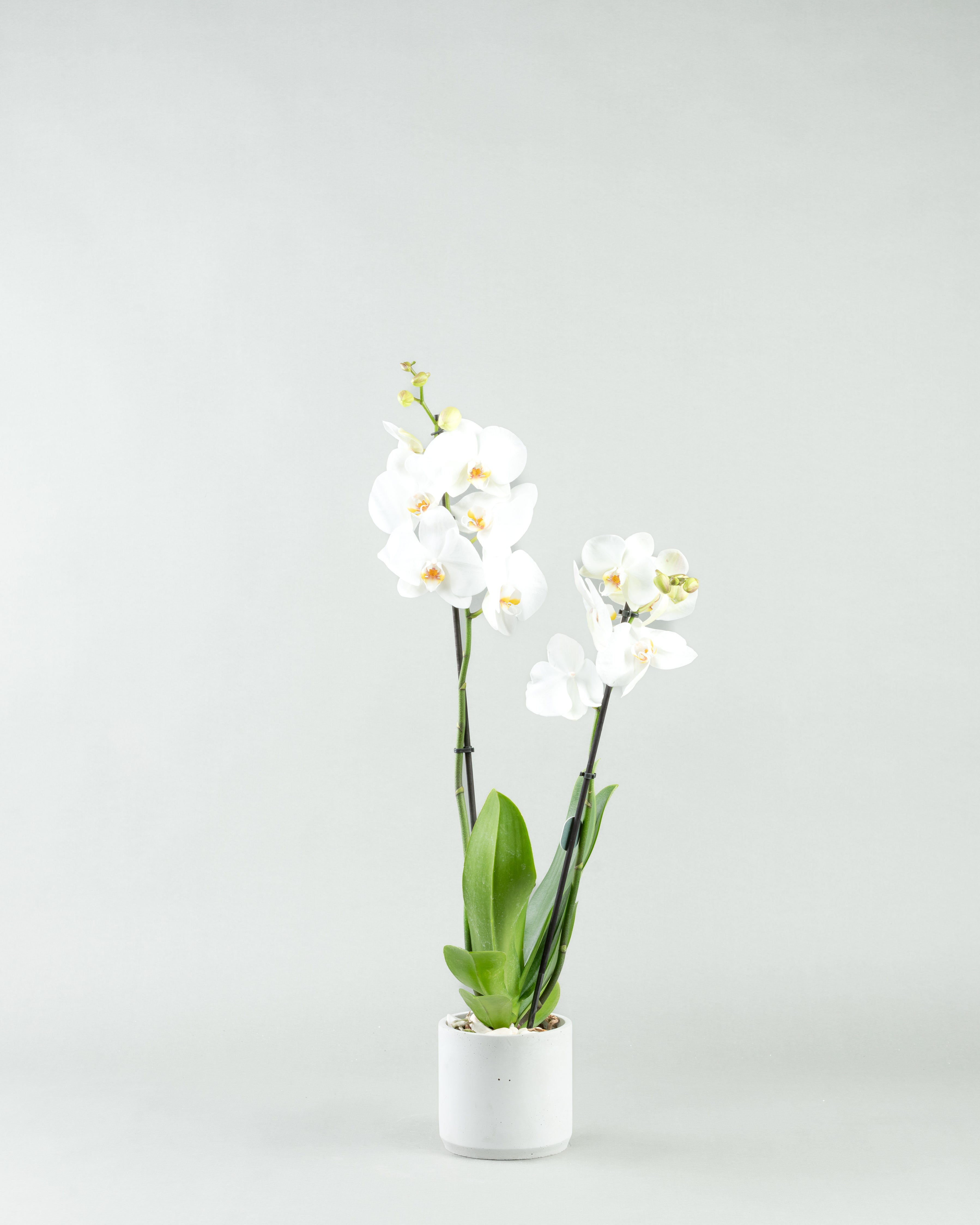 Elegant Orchid Essence: White Phalaenopsis in Colored Concrete Planters