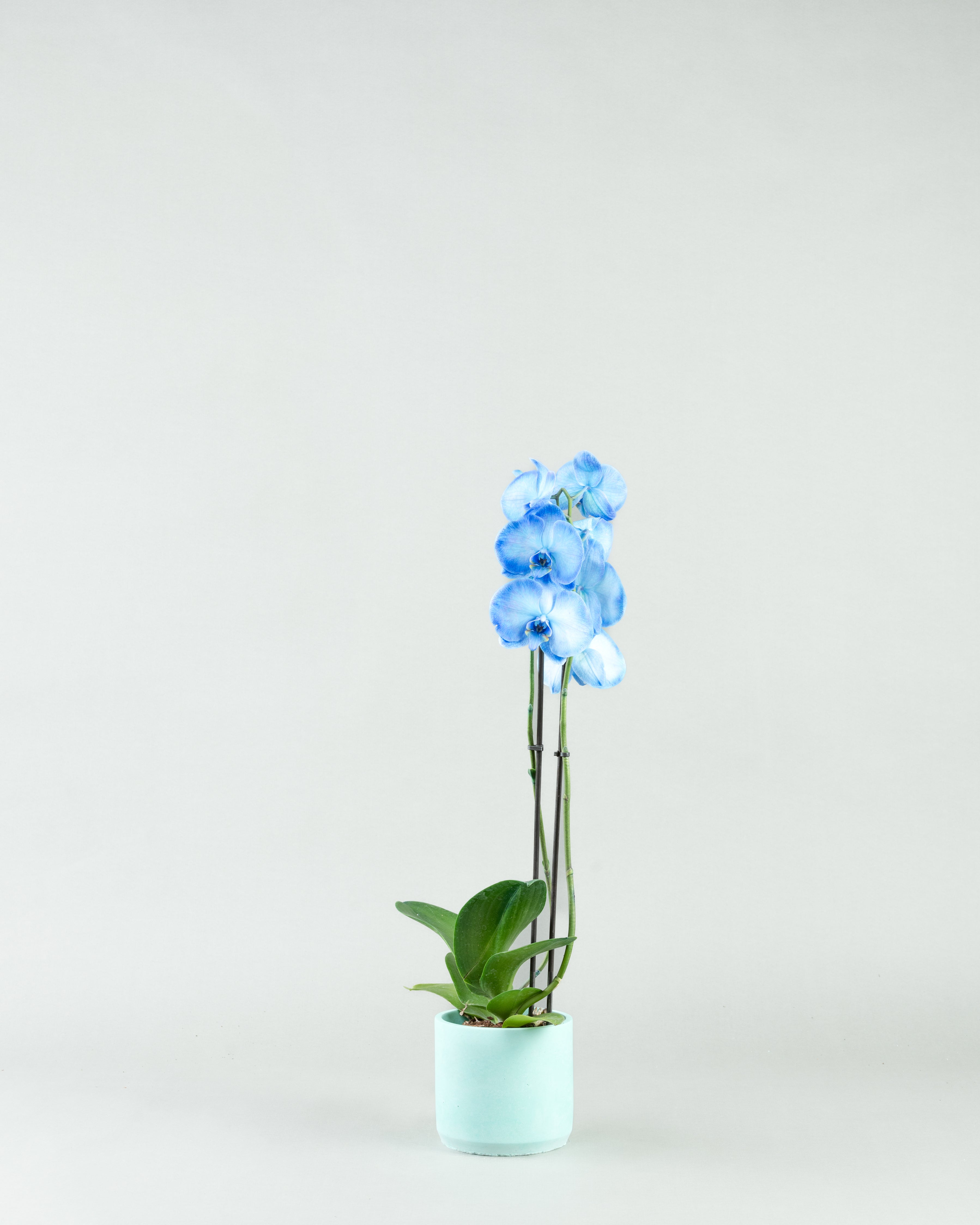 Azure Allure: Blue Phalaenopsis Orchids in Colored Concrete Planters  hb