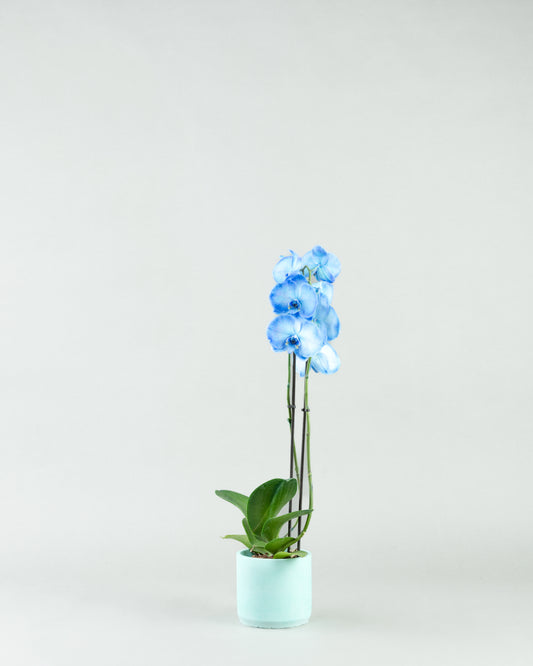 Azure Allure: Blue Phalaenopsis Orchids in Colored Concrete Planters  hb