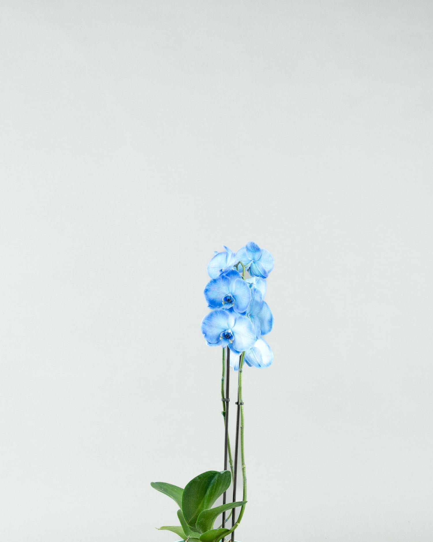 Azure Allure: Blue Phalaenopsis Orchids in Colored Concrete Planters  hb