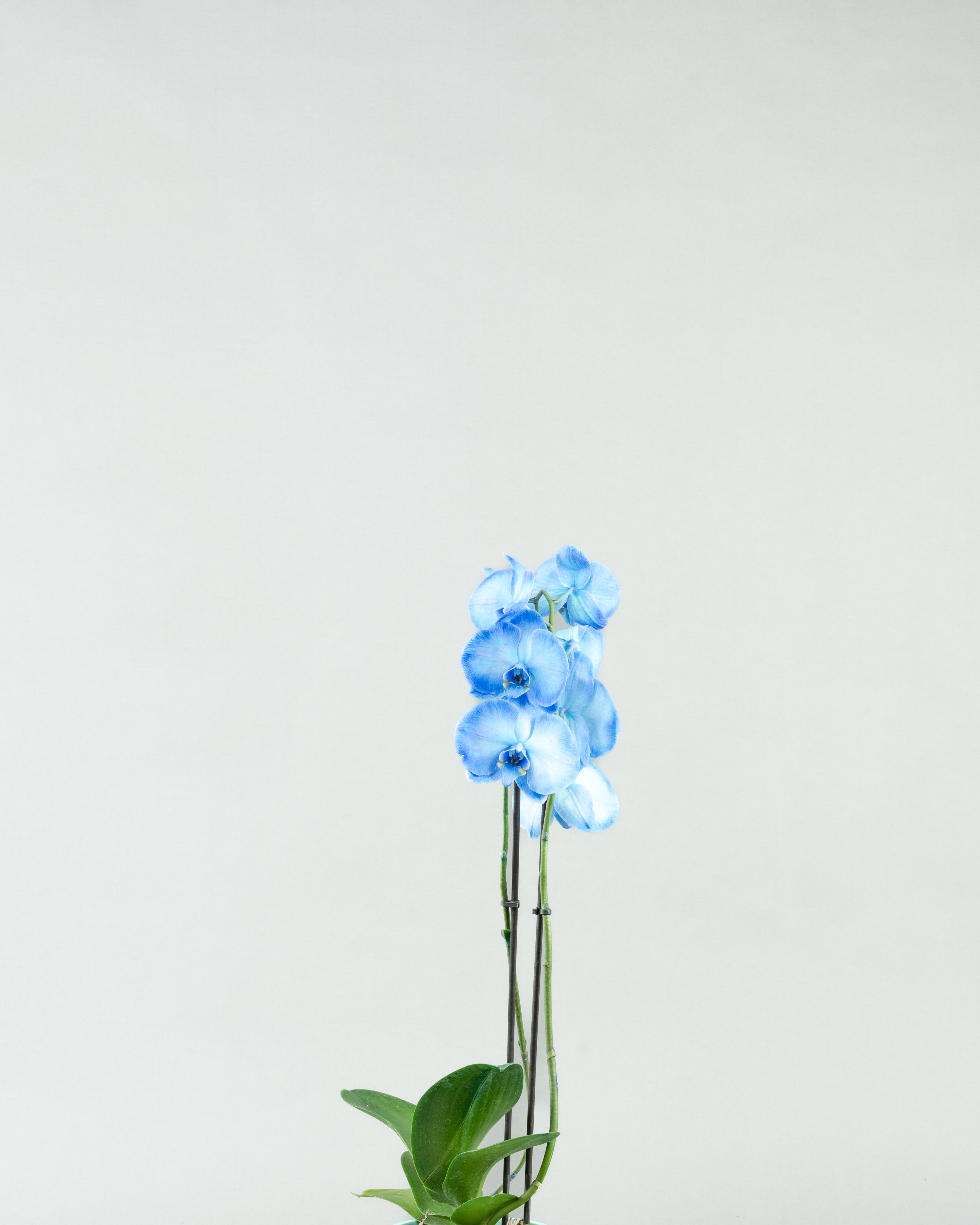 Azure Allure: Blue Phalaenopsis Orchids in Colored Concrete Planters  hb