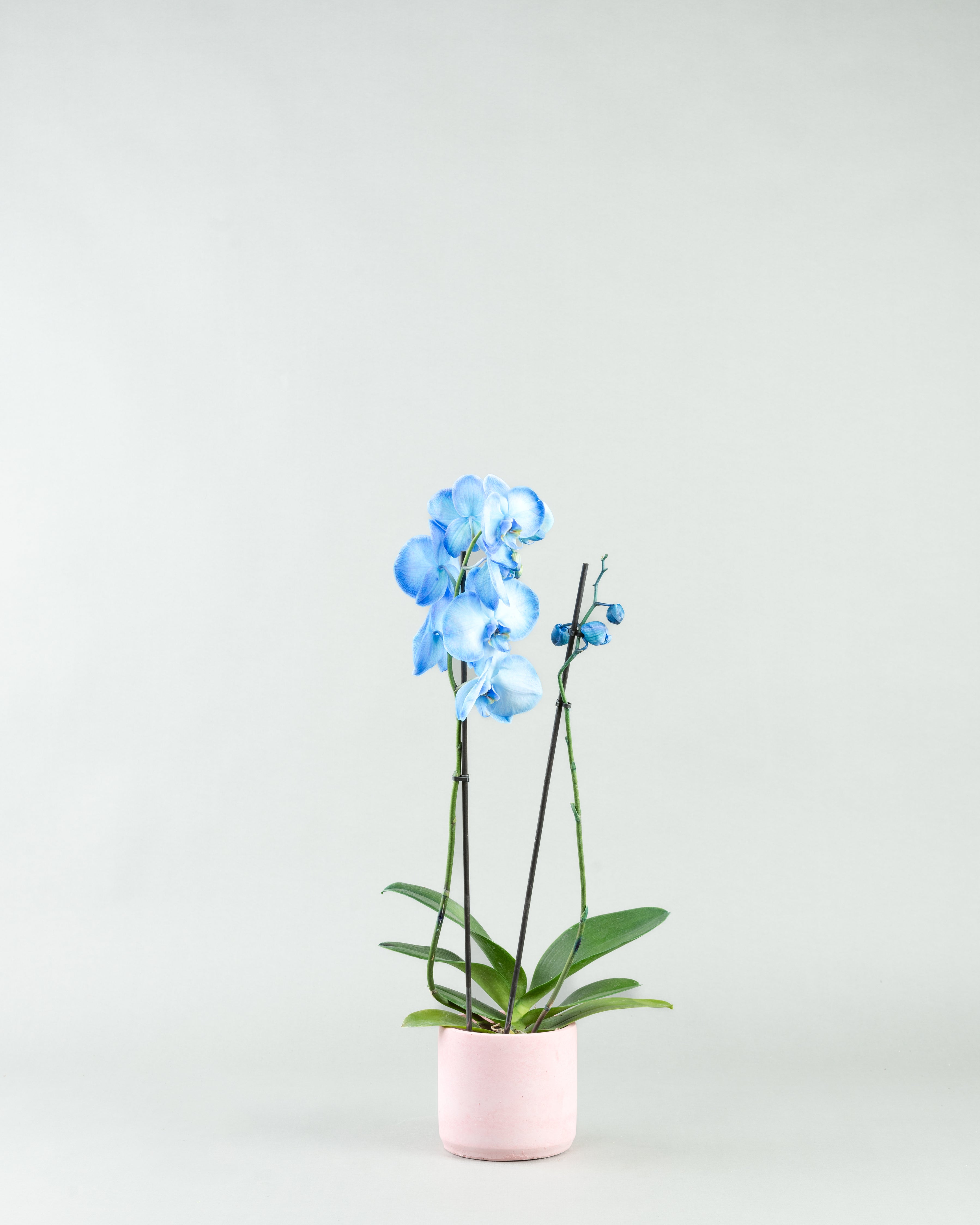 Azure Allure: Blue Phalaenopsis Orchids in Colored Concrete Planters  hb