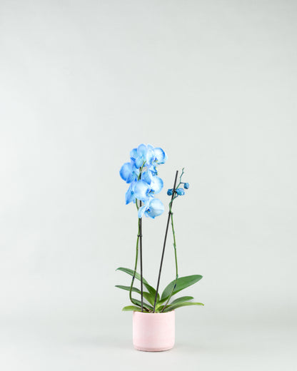 Azure Allure: Blue Phalaenopsis Orchids in Colored Concrete Planters  hb