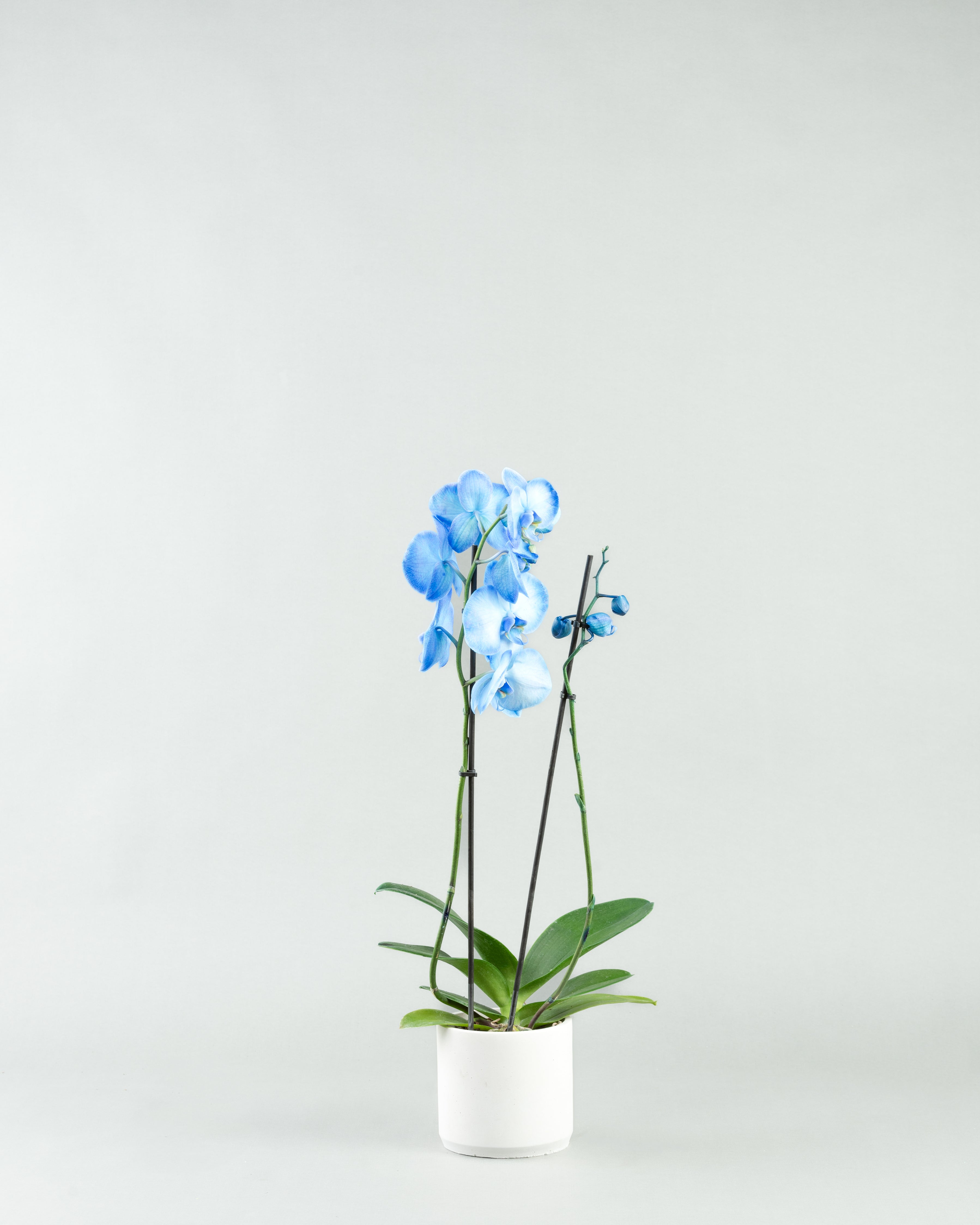 Azure Allure: Blue Phalaenopsis Orchids in Colored Concrete Planters  hb