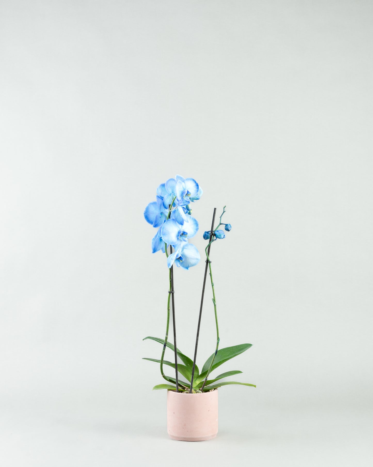 Azure Allure: Blue Phalaenopsis Orchids in Colored Concrete Planters  hb