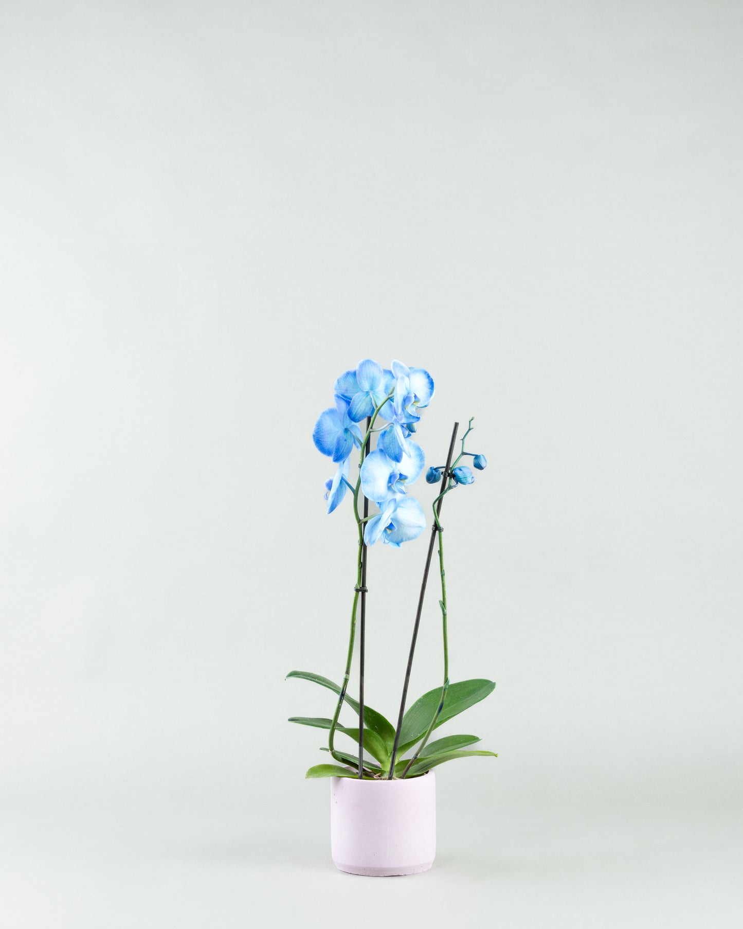 Azure Allure: Blue Phalaenopsis Orchids in Colored Concrete Planters  hb