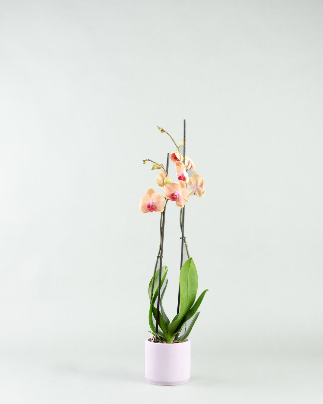 Peach Perfection: Phalaenopsis Orchids in Varied Concrete Planters