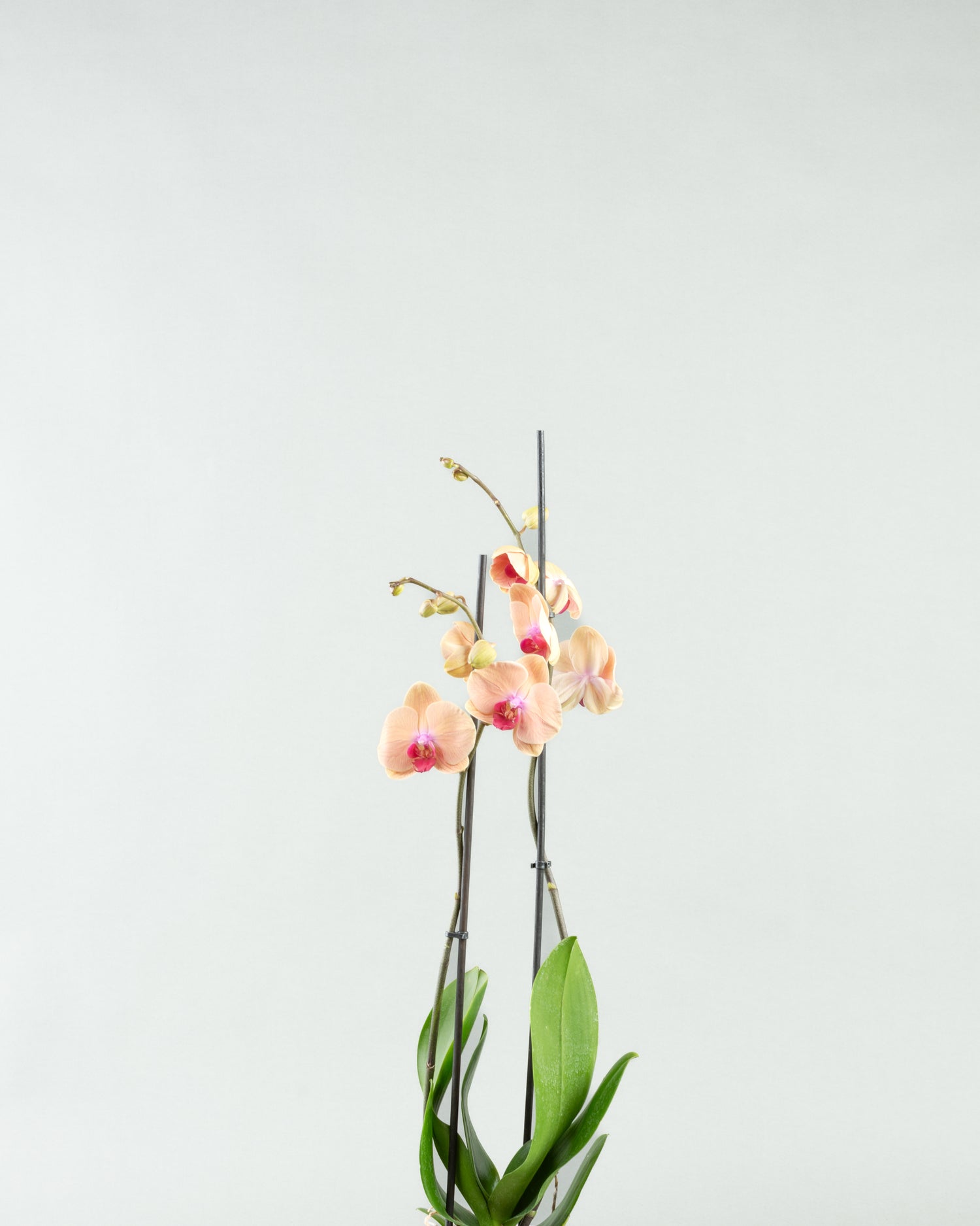 Peach Perfection: Phalaenopsis Orchids in Varied Concrete Planters